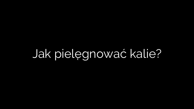 Jak pielęgnować kalie?