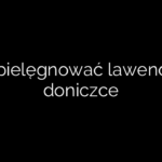 Jak pielęgnować lawendę w doniczce
