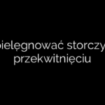 Jak pielęgnować storczyki po przekwitnięciu