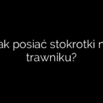 Jak posiać stokrotki na trawniku?