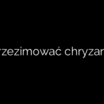 Jak przezimować chryzantemy