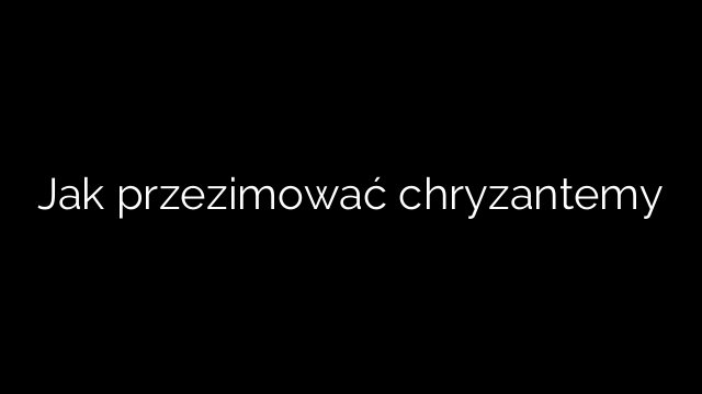 Jak przezimować chryzantemy