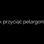 Jak przyciąć pelargonie?