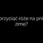 Jak przyciąć róże na pniu na zimę?