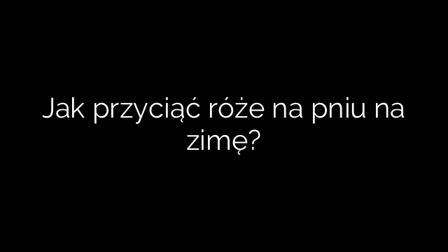 Jak przyciąć róże na pniu na zimę?