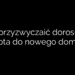 Jak przyzwyczaić dorosłego kota do nowego domu