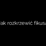 Jak rozkrzewić fikusa