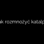 Jak rozmnożyć katalpę