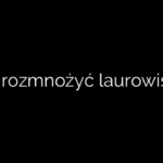 Jak rozmnożyć laurowiśnię