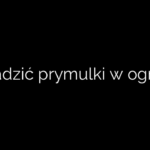 Jak sadzić prymulki w ogrodzie