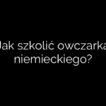Jak szkolić owczarka niemieckiego?