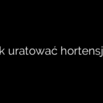 Jak uratować hortensje?