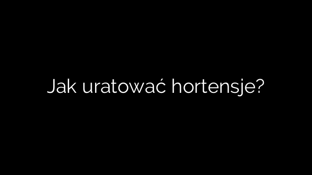 Jak uratować hortensje?
