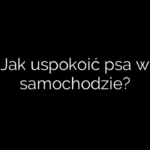 Jak uspokoić psa w samochodzie?