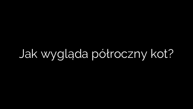 Jak wygląda półroczny kot?