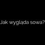 Jak wygląda sowa?