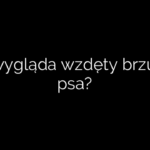 Jak wygląda wzdęty brzuch u psa?