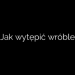 Jak wytępić wróble