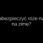 Jak zabezpieczyć róże na pniu na zimę?
