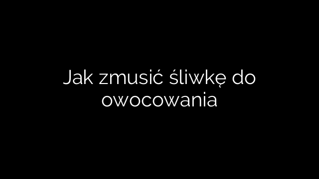 Jak zmusić śliwkę do owocowania