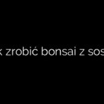 Jak zrobić bonsai z sosny