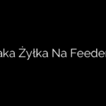 Jaka Żyłka Na Feeder?