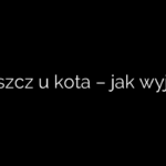 Kleszcz u kota – jak wyjąć?