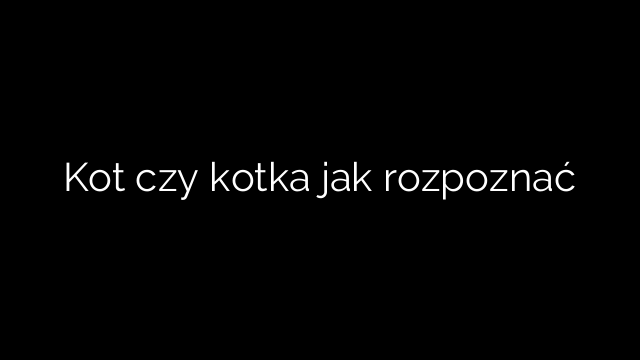 Kot czy kotka jak rozpoznać