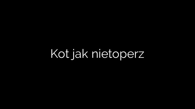 Kot jak nietoperz