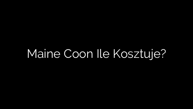 Maine Coon Ile Kosztuje?