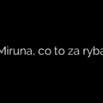 Miruna, co to za ryba