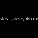 Monstera, jak szybko rośnie?