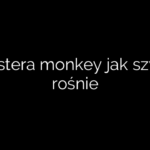 Monstera monkey jak szybko rośnie