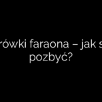 Mrówki faraona – jak się pozbyć?