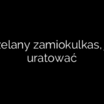Przelany zamiokulkas, jak uratować