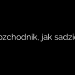 Rozchodnik, jak sadzić?