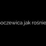 Soczewica jak rośnie?